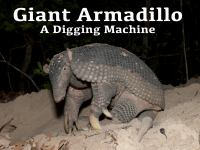 _Giant_Armadillo__A_Digging_Machine_